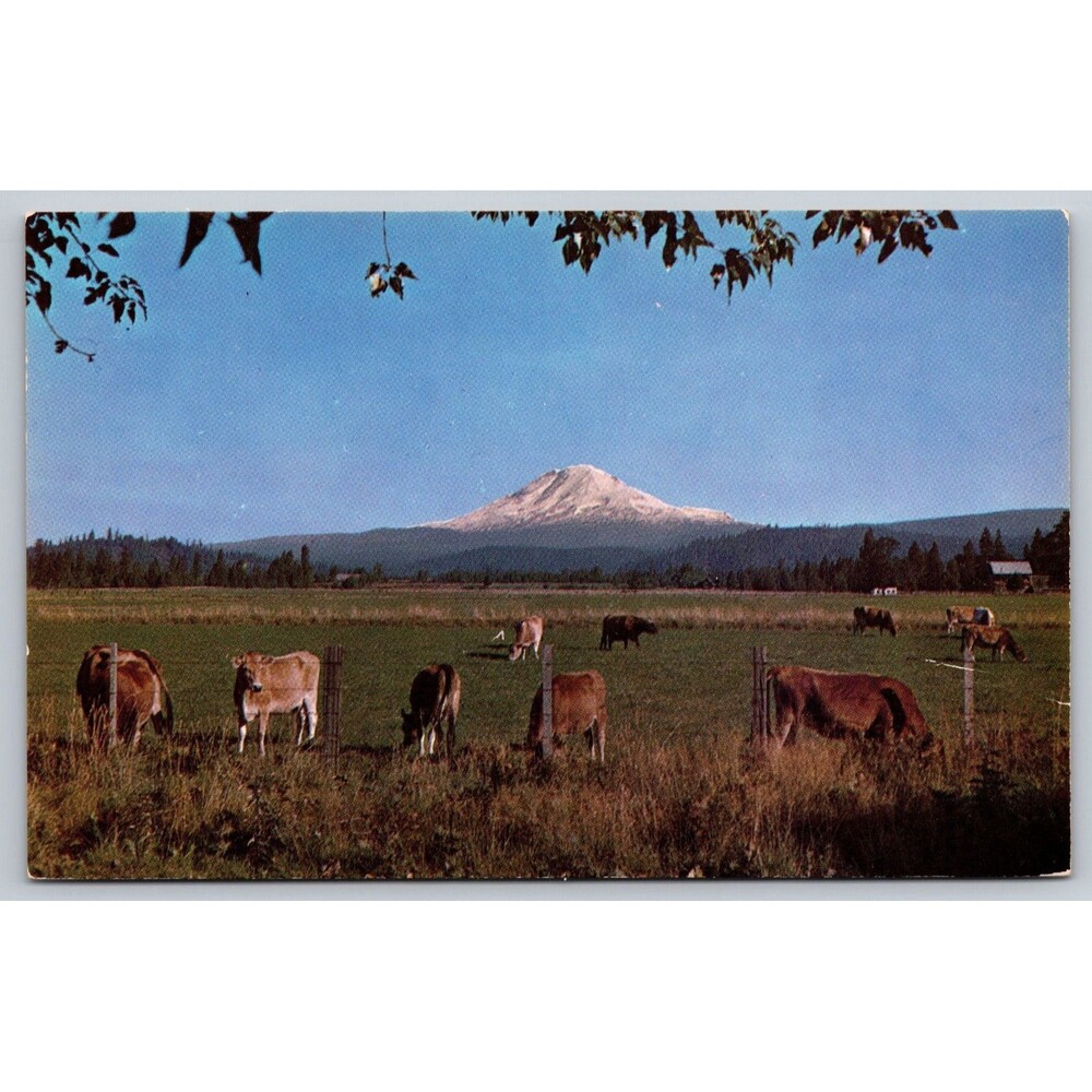 Vintage Postcard Mt. Adams Washington Cattle Grazing Pastoral Scene Walt Dyke